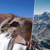 Acabamos de encontrar um mamífero em um lugar impossível: nos Andes, a uma altitude de quase 7.000 metros 