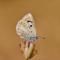 Una escurridiza mariposa se ha convertido en el animal con mayor número de cromosomas del que tenemos noticia: 229 pares