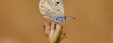 An elusive butterfly has become the animal with the highest number of chromosomes that we have news of: 229 pairs