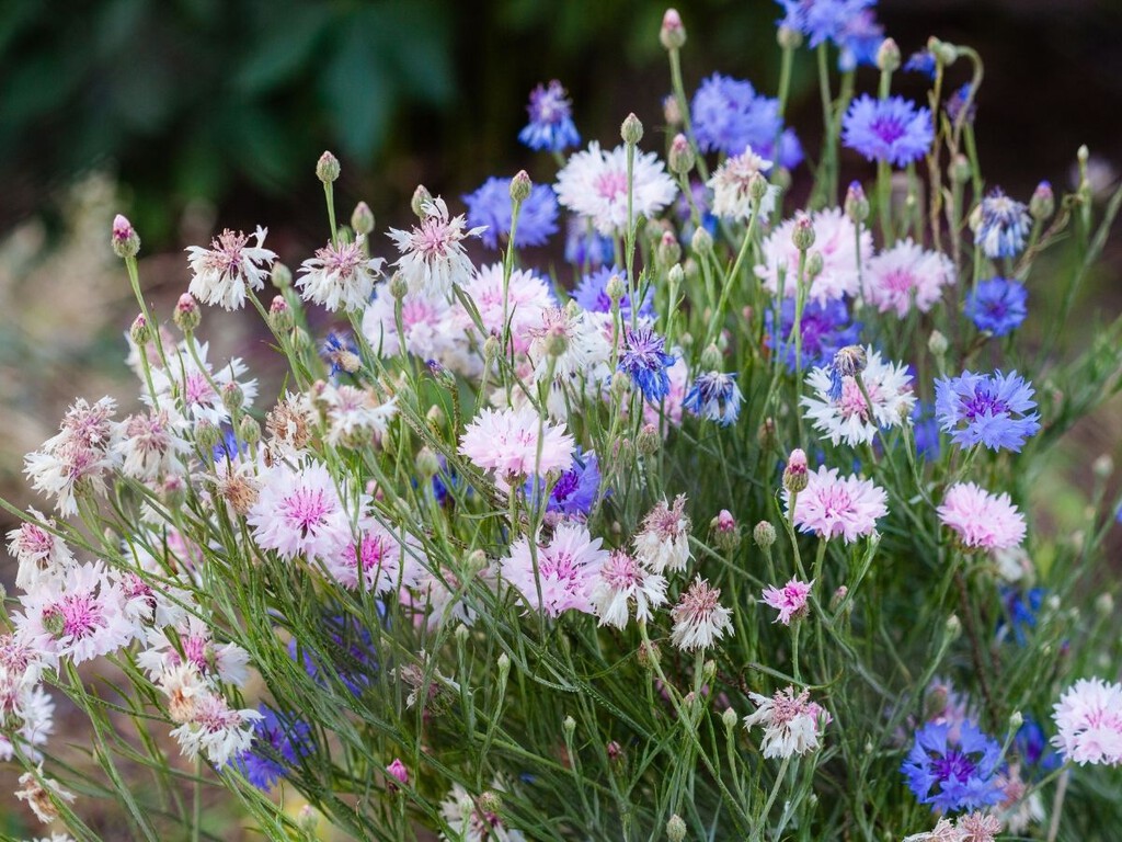 La planta silvestre que cada vez más jardineros recomiendan para el verano: resiste el calor, necesita poca agua y llena el jardín de flores azules