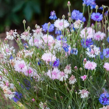 La planta silvestre que cada vez más jardineros recomiendan para el verano: resiste el calor, necesita poca agua y llena el jardín de flores azules 