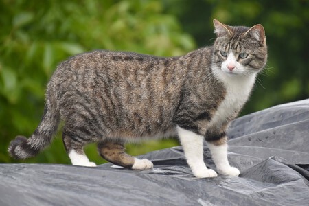 Gato Europeo Comun Perfil