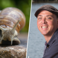 “Mentalidade de sala de emergência”: este filósofo holandês acredita que salvar os caracóis é salvar a nós mesmos 