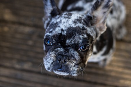 Bulldog Frances Akc Deseado