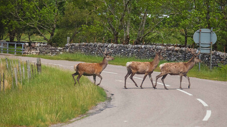 Corzos cruzando carretera