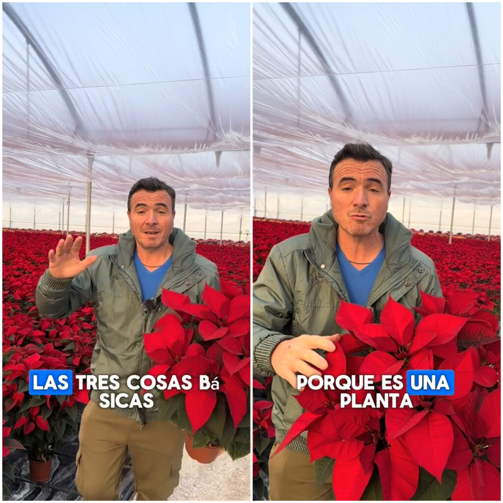 Ángel Illescas, jardinero: "Haz esto en la flor de Pascua para que se mantenga sana y dure de un año para otro" 