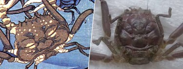 Japón cree que los cangrejos samurái guardan las almas de los guerreros caídos. La ciencia tiene otra opinión 