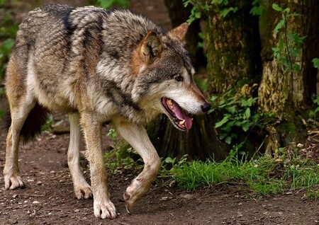 Fue en Alemania, hace entre 16.000 y 14.000 años, cuando nació el perro europeo, según nuevo estudio