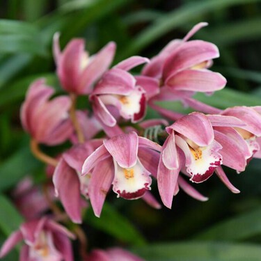 Para que tus orquídeas duren todo el año, prepara este abono casero: el secreto está en el ajo