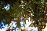Millones de mariposas vuelven a volar hacia Michoacán. Así es como lo estamos consiguiendo