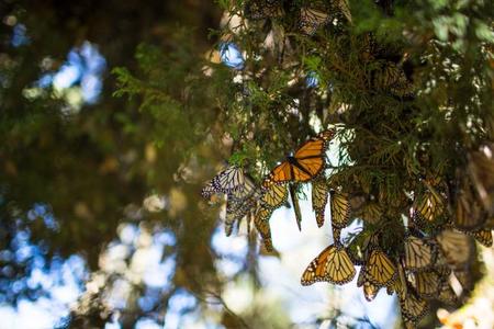 Millones de mariposas vuelven a volar hacia Michoacán. Así es como lo estamos consiguiendo