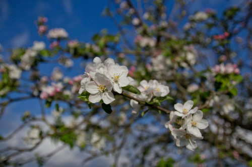 El hanami vasco de los manzanos en flor 