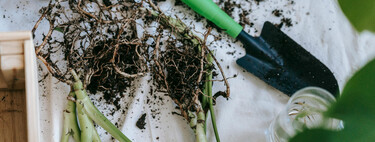 Los tres esquejes que puedes empezar a hacer para ganar tiempo y llenar de perfume tu jardín 