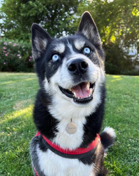 iPhone 13 Pro Max: メインカメラ 5.7 mm、12 メガピクセル、f/1.5、ISO40、1/242s