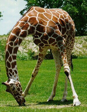 Singularidades extraordinarias de animales ordinarios (XXVIII): la jirafa