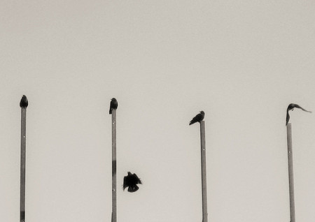 Sacar Partido Minimalismo 07