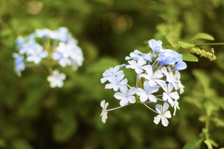 gardenia