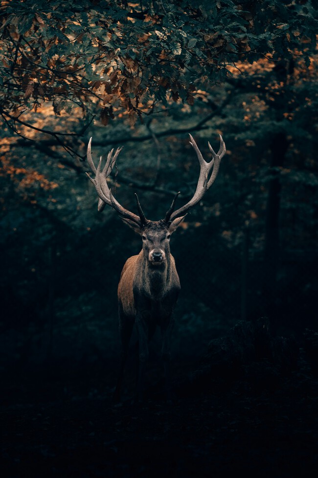 Philipp Pilz Iqrkbnkyrpo Unsplash