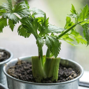 Planta hoy rábano, espinaca o lechuga y cómelas en primavera