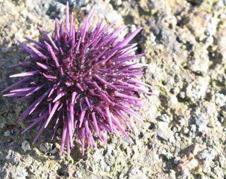 El erizo de mar, una fuente importante de proteínas