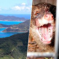 En 1979, Japón redescubrió una especie de conejo en una de sus islas. Acto seguido perpetró un desastre medioambiental