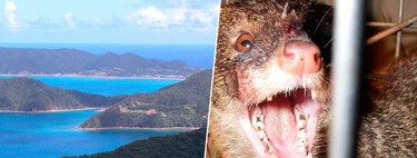 En 1979, Japón redescubrió una especie de conejo en una de sus islas. Acto seguido perpetró un desastre medioambiental