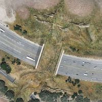 Una autovía de 10 carriles partió en dos un parque natural. Ahora tendrá el mayor puente de fauna del mundo para salvar a sus animales