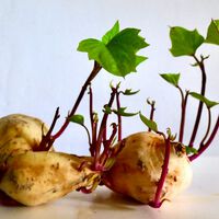 Si la pregunta es "puedo cocinar y comerme una patata con brotes", la ciencia tiene una respuesta bastante clara