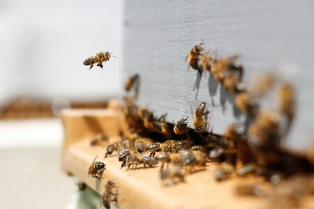 Colmena de abejas