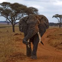 Le pusieron un GPS a un elefante para ver a dónde iba. Dos años después había dibujado un mapa que los humanos creían borrado