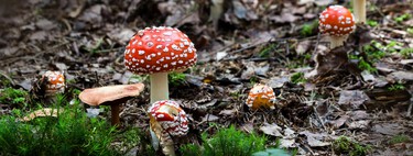Coger setas en Madrid: el planazo de otoño para pasar el día en la sierra. Esto es todo lo que tienes que saber
