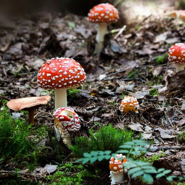Coger setas en Madrid: el planazo de otoño para pasar el día en la sierra. Esto es todo lo que tienes que saber