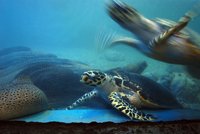 El acuario de la paradisíaca Nha Trang en Vietnam