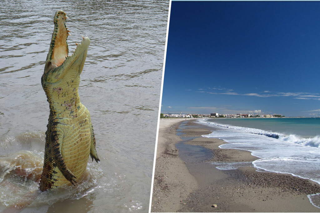 Una playa de Tarragona ha comprobado que hay algo peor que el avistamiento de un tiburón: el de un cocodrilo de 1,5 m