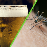 La ciencia lo confirma: la cerveza sí hace más atractivas a las personas... pero para los mosquitos