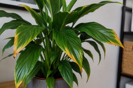 Puntassecas