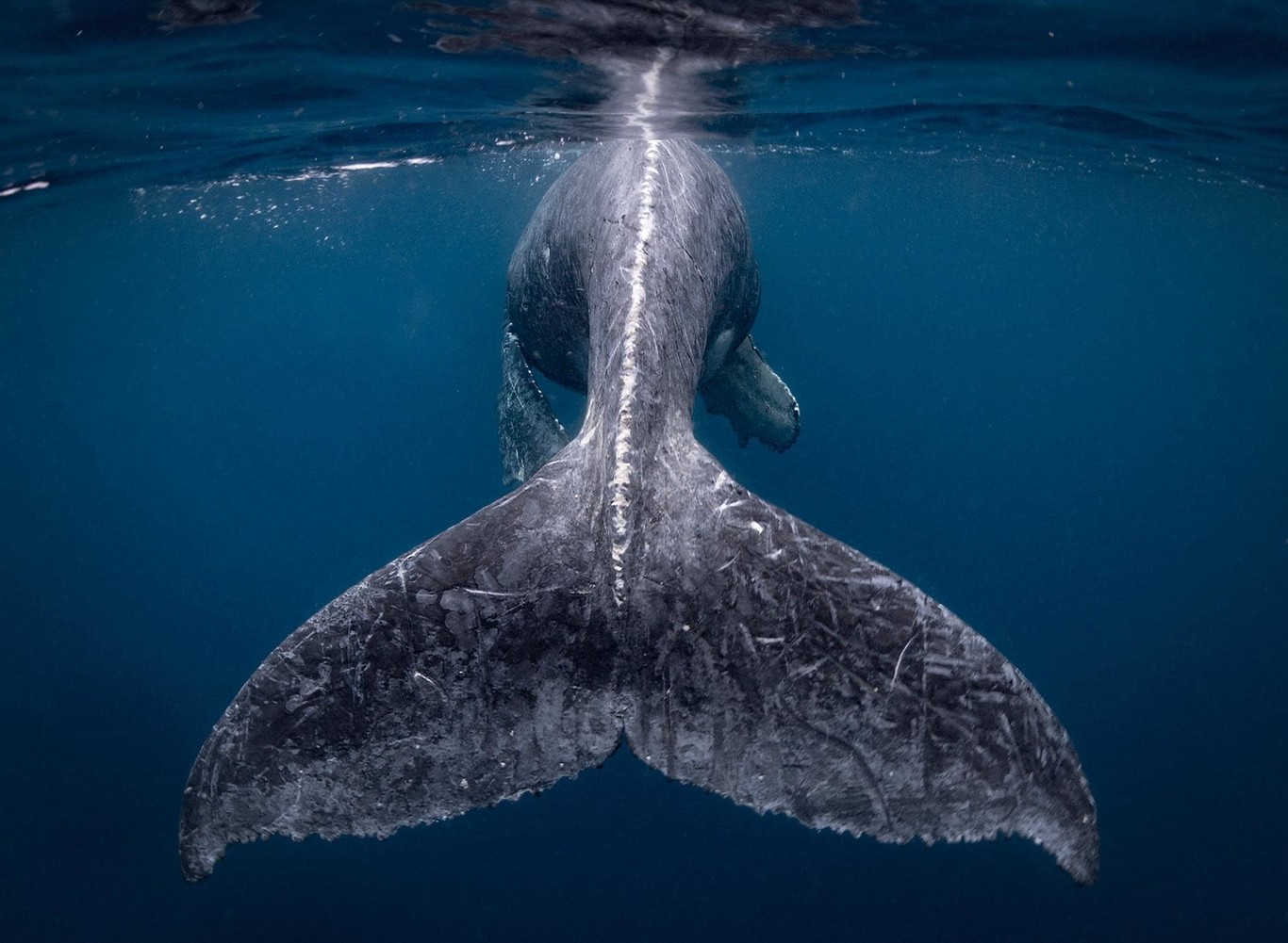Estas son las fotografías ganadoras del Concurso de fotos de viajes de National Geographic 