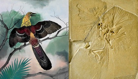 Archaeopteryx.