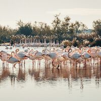 Hasta ahora Cantabria era solo una zona de paso para los flamencos. Llevan tres años negándose a volar hacia el sur