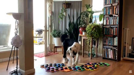I Am Bunny Perros Hablan Con Botones Tiktok Instagram