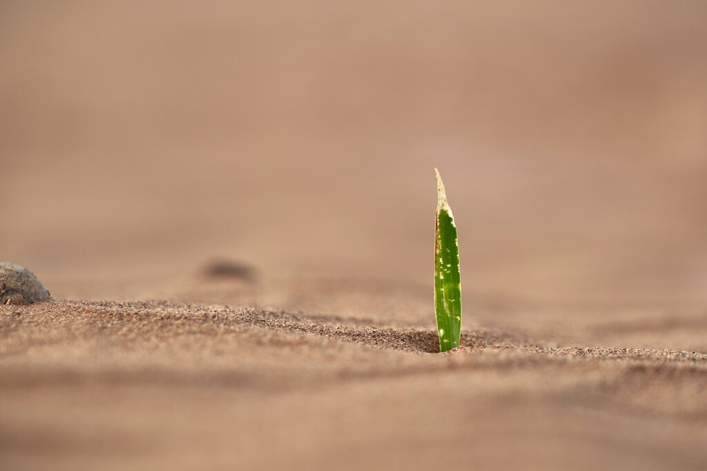 Como no podemos solucionar la sequía, estamos creando plantas 100% resistentes a ella