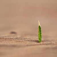 Hemos desistido de atajar las sequías, así que los científicos se han puesto a otra cosa: crear plantas que las sobrevivan