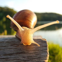 Unos caracoles consiguen paralizar el envío a Australia de 900 coches de Mercedes-Benz