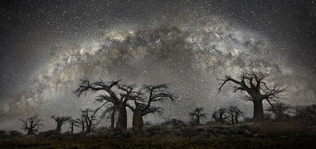 ‘Diamond Nights’, de Beth Moon, alucinantes paisajes de árboles centenarios bajo un imponente cielo estrellado