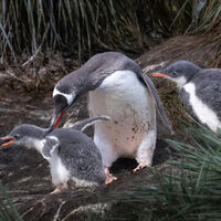 Ya conocíamos estos pingüinos, pero pasamos más de un siglo sin saber que teníamos que catalogarlo como otra especie 