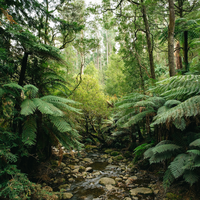 Floresta tropical na Austrália é a primeira do mundo a emitir dióxido de carbono no ar, enviando um alerta para cientistas e políticos semanas antes da COP30