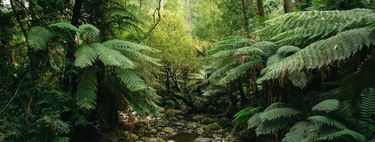 Floresta tropical na Austrália é a primeira do mundo a emitir dióxido de carbono no ar, enviando um alerta para cientistas e políticos semanas antes da COP30