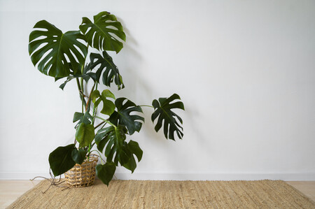 Plantas De Interior En El Estudio