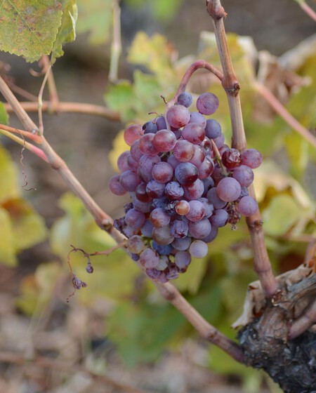 Vino De Tea La Palma Racimo Uva Autoctona Copy Do Vino De La Palma 1a