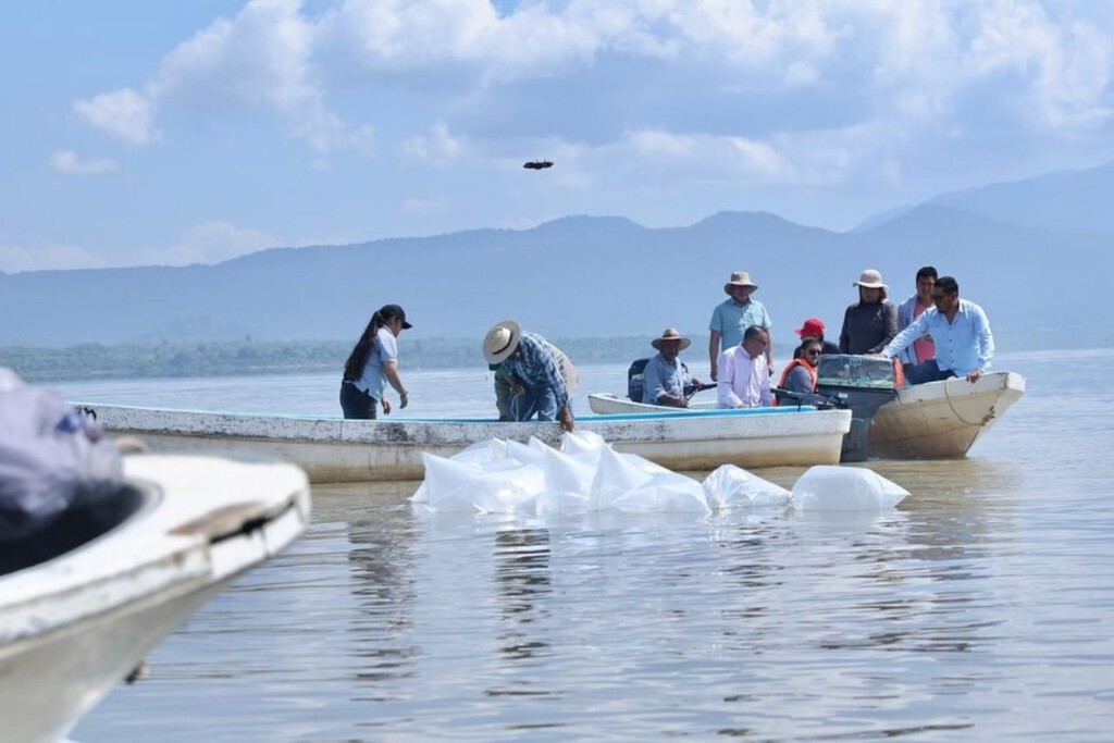 México quiere recuperar al pez blanco del lago de Pátzcuaro: ya liberaron 400 mil ejemplares 